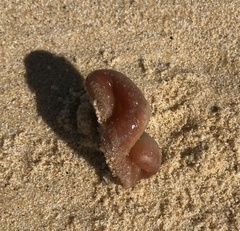 Sycozoa