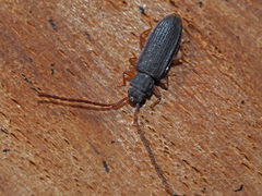 Uleiota planata