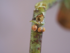 Eriococcus coriaceus