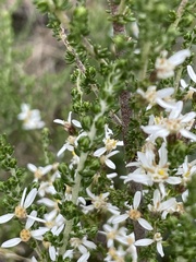 Olearia algida