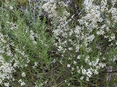 Olearia algida