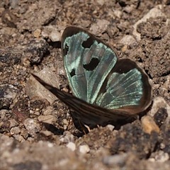 Dynamine postverta mexicana