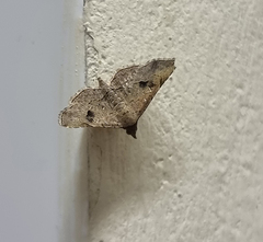 Nomophilini