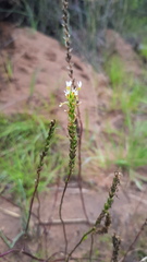 Hebenstretia integrifolia