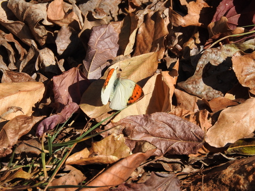 Bushveld Purple Tip photo 3