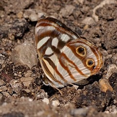 Dynamine postverta mexicana