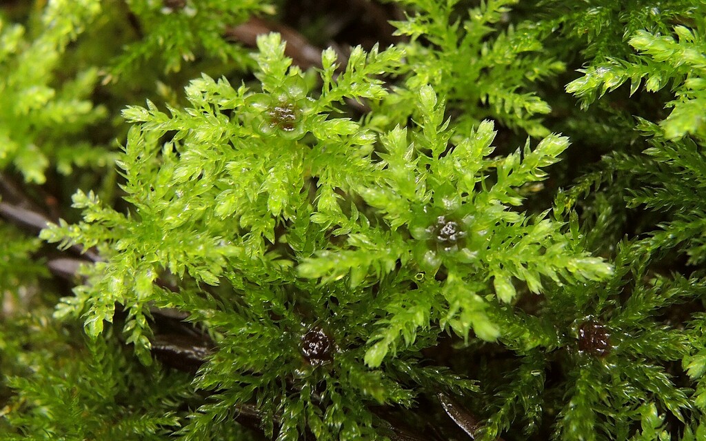 Menzies' Tree Moss from Mendocino County, US-CA, US on May 16, 2016 at ...