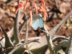 Nepheronia thalassina