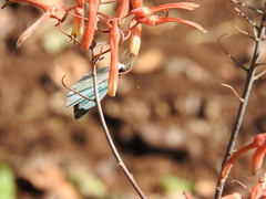 Nepheronia thalassina