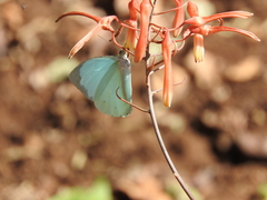 Nepheronia thalassina