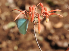 Nepheronia thalassina