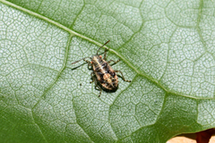 Brachycarenus tigrinus