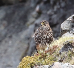 Falco novaeseelandiae