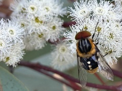 Scaptia