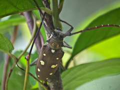 Batocera