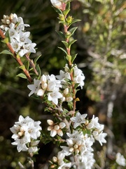 Epacris breviflora