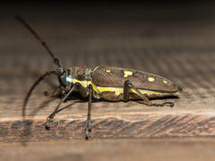 Batocera rubus
