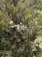 Epacris breviflora