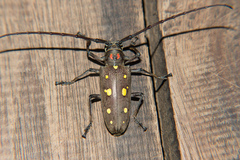 Batocera rubus
