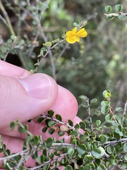 Bossiaea