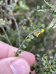Bossiaea