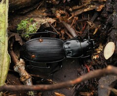 Plocamostethus planiusculus