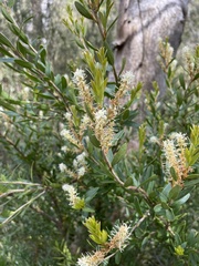 Orites lancifolius