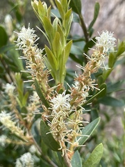 Orites lancifolius