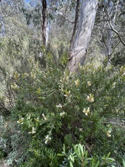 Orites lancifolius
