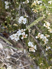 Epacris breviflora