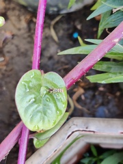 Ischiodon scutellaris