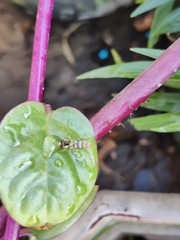 Ischiodon scutellaris