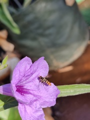 Ischiodon scutellaris