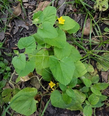 Cucurbitales