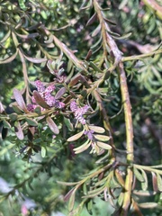Podocarpus lawrencei