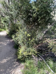 Podocarpus lawrencei