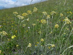 Helichrysum italicum