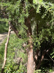 Podocarpus lawrencei