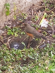 Turdus abyssinicus