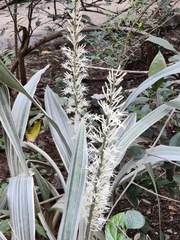 Dracaeneae