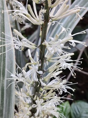 Dracaeneae