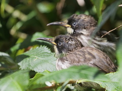 Phylidonyris novaehollandiae