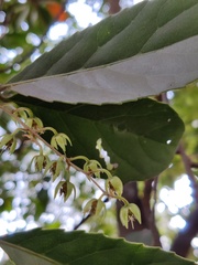 Elaeocarpus ganitrus