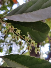 Elaeocarpus ganitrus