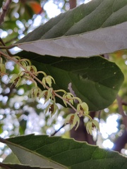 Elaeocarpus ganitrus