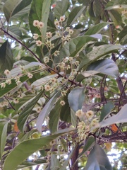 Elaeocarpus ganitrus