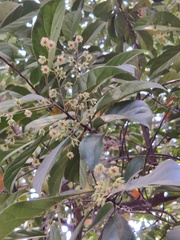 Elaeocarpus ganitrus