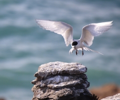 Sterna striata striata