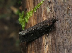 Cryptaspasma querula