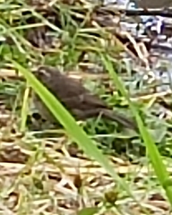 Crithagra tristriata